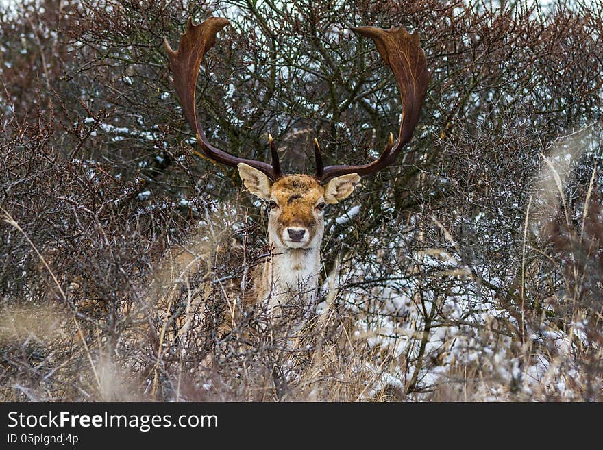 Fallow deer