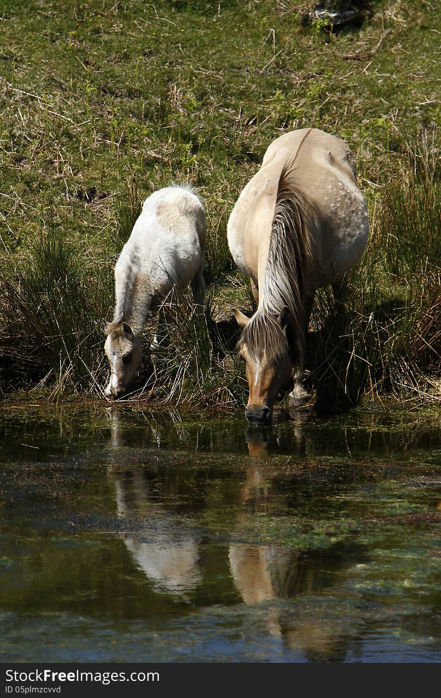 Mum & baby drinking hole