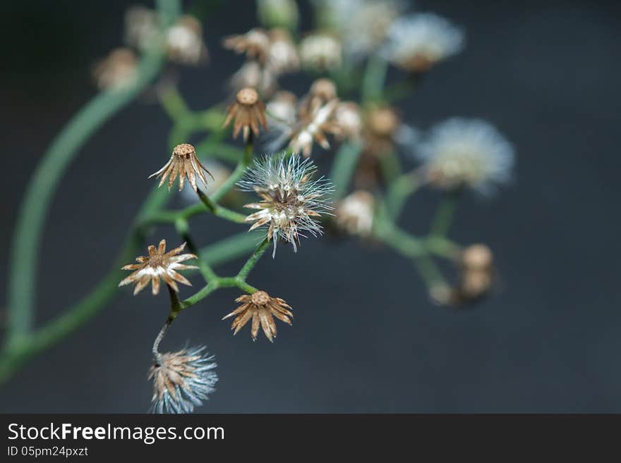 Little Iron Weed