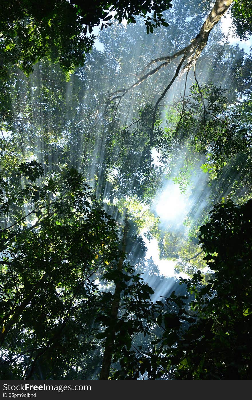 Sun light in forest.Thailnad