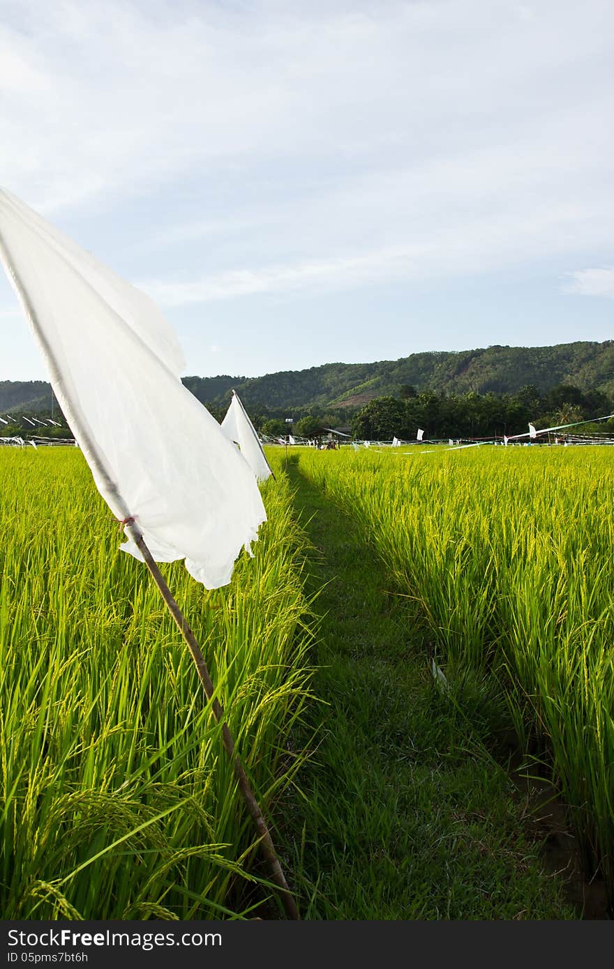 Walkway In Rice Field,Thai