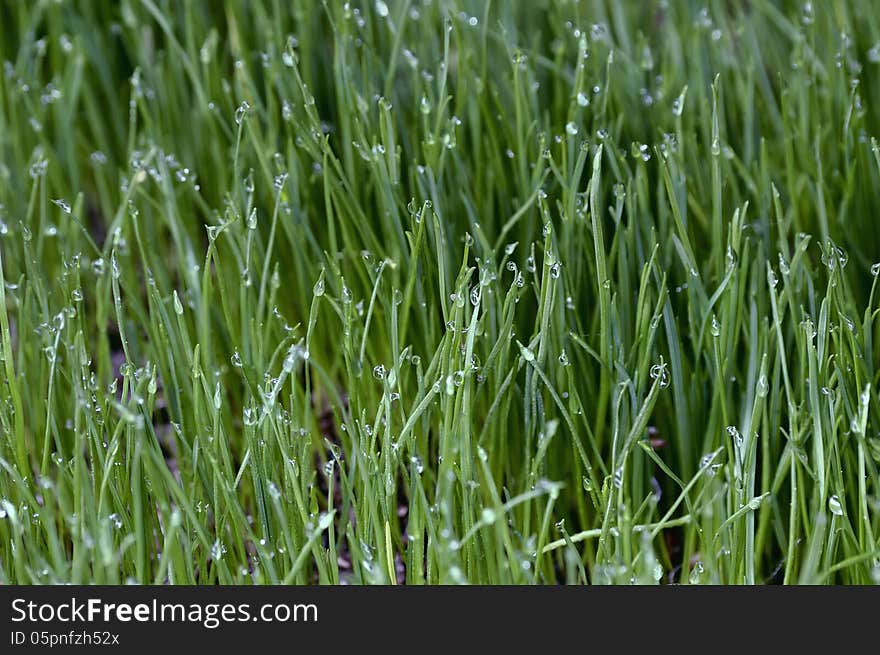 Close up of fresh grass with water drops in the early morning