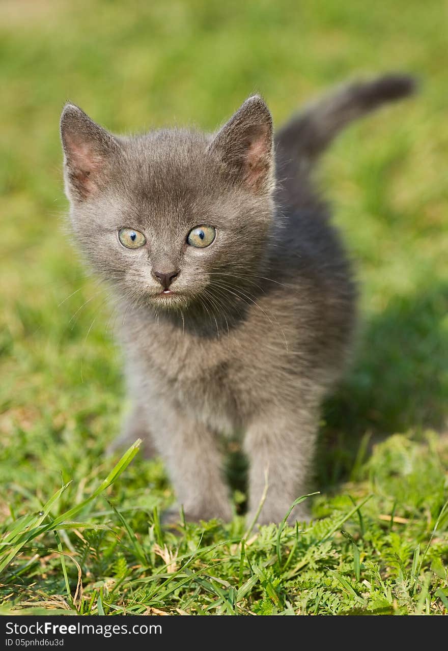 Kitten on the green grass . Kitten on the green grass .