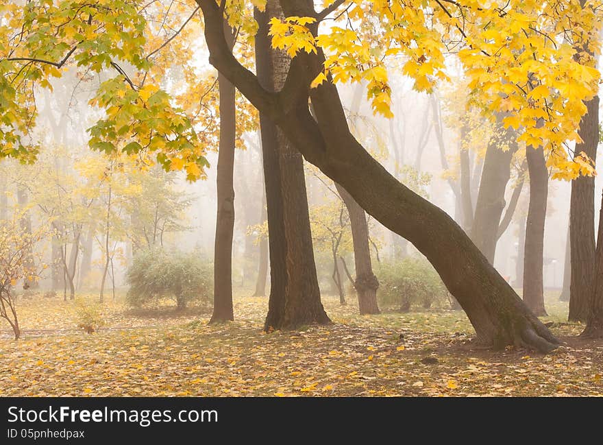 Mariinsky foggy park in Kiev