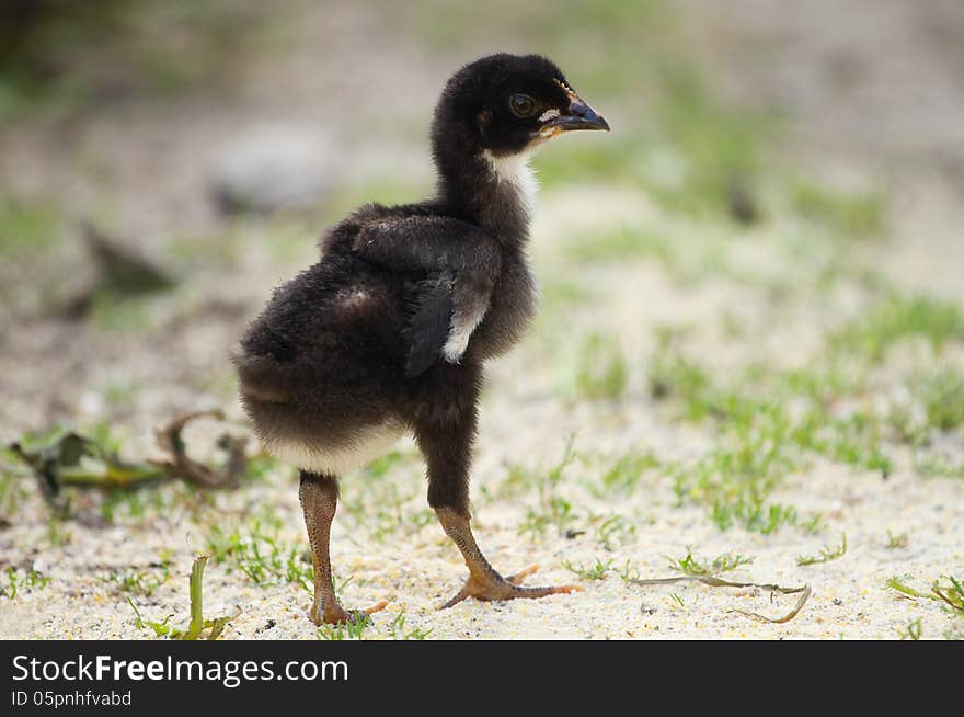 Beautiful black chicken on nature background. Beautiful black chicken on nature background