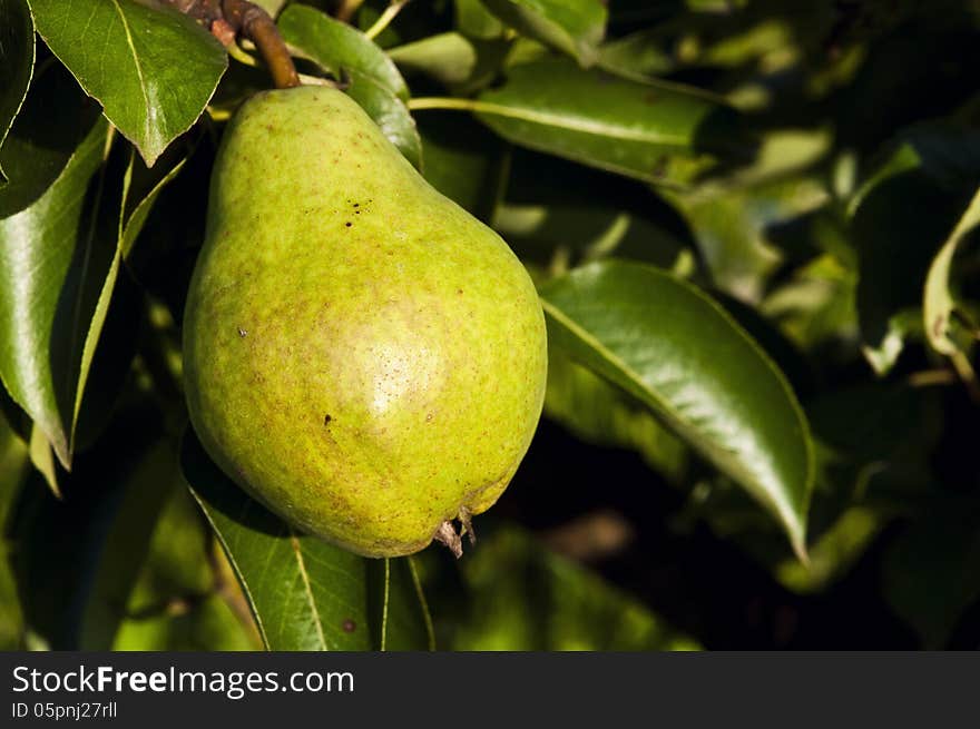 Green pear hanging on a tree with leaves in the background