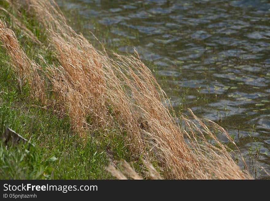 Dried Grass