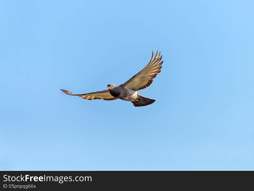 Pigeon in flight on background the blue sky