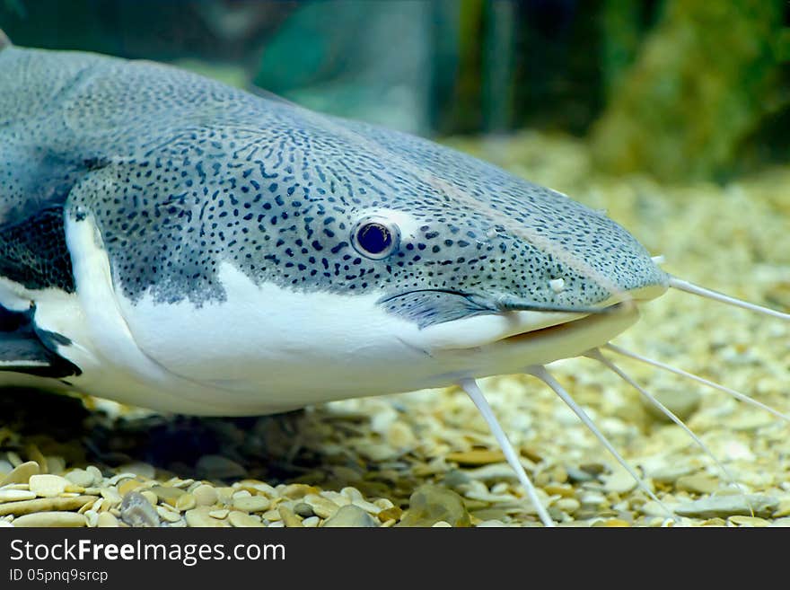 Sheatfish is a photographed underwater