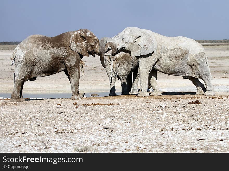 Elephants playing in etosha nateonal park, namibia