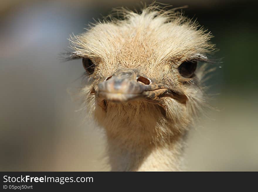 Female ostrich in etosha national park, namibia. Female ostrich in etosha national park, namibia