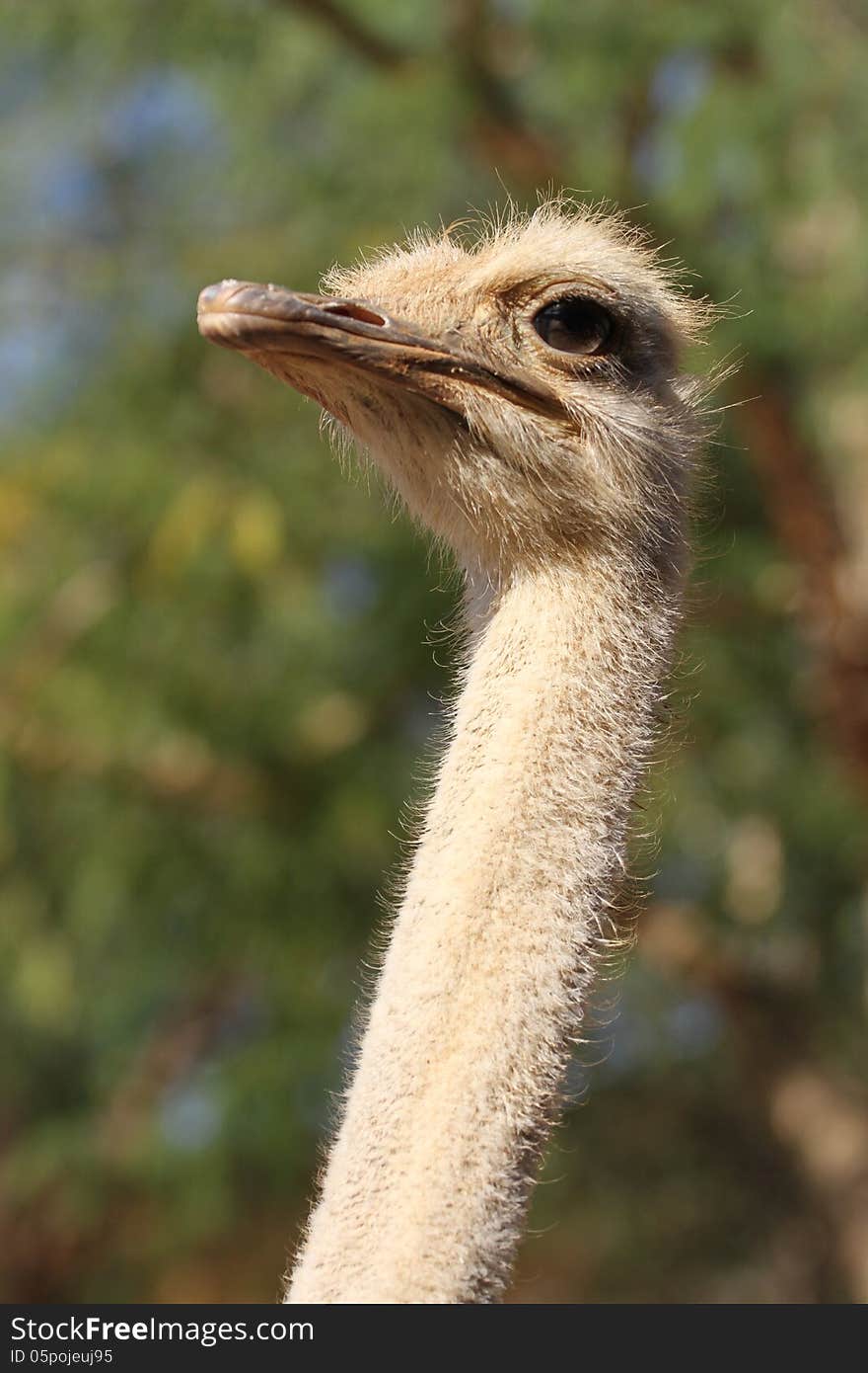 Female ostrich in etosha national park, namibia. Female ostrich in etosha national park, namibia