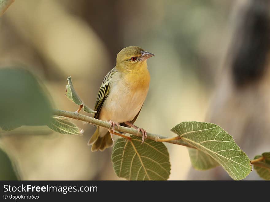 Yellow Canary sitting in a tree. Kunene river, Namibia. Yellow Canary sitting in a tree. Kunene river, Namibia.