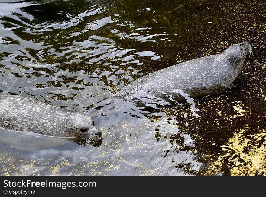 Seals