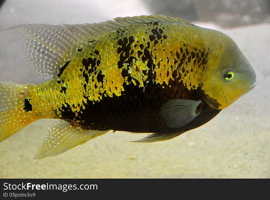 A yellow fish at the zoo in Antwerp.