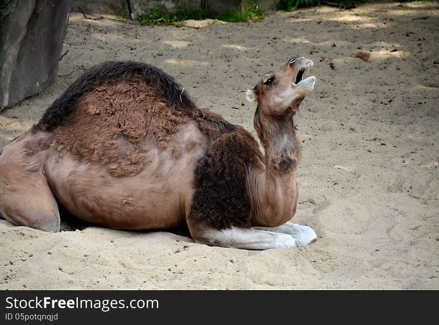 Camel