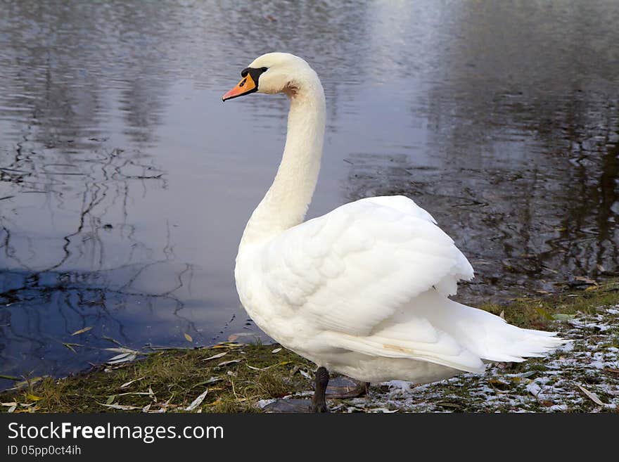 A.Grin called them aristocrats waters, N.Zabolozkiy - nearly crashing into the white, Hans Christian Andersen gave the world a touching story of turning an ugly duckling into a beautiful Swan, C.saint-Saens and Tchaikovsky created a wonderful music. A.Grin called them aristocrats waters, N.Zabolozkiy - nearly crashing into the white, Hans Christian Andersen gave the world a touching story of turning an ugly duckling into a beautiful Swan, C.saint-Saens and Tchaikovsky created a wonderful music.