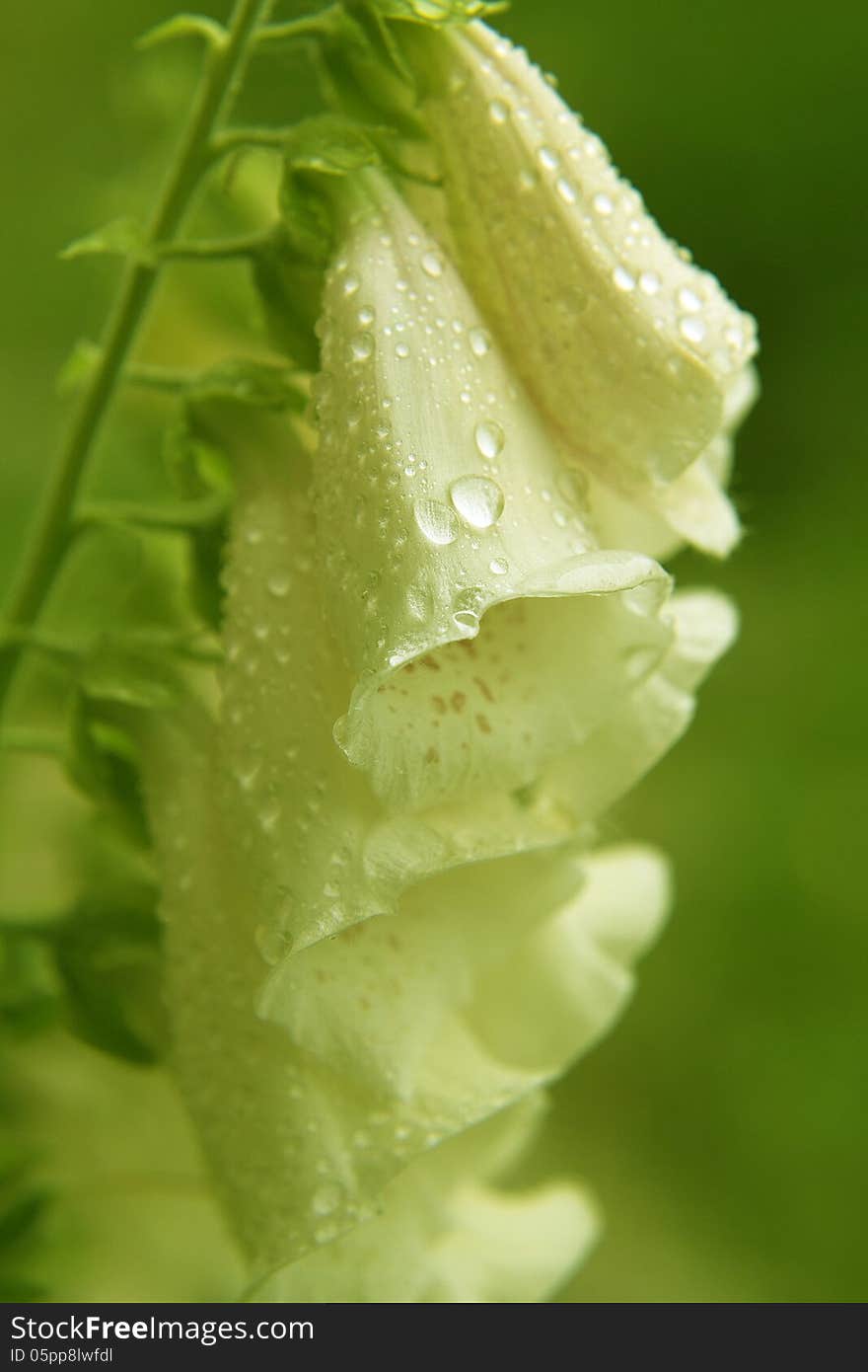 White bell flower close-up after the rain. White bell flower close-up after the rain