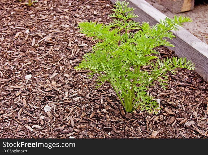 Single Carrot Plant