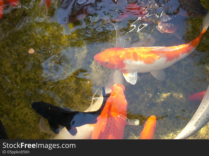 Colorful koi in a pond. Colorful koi in a pond.