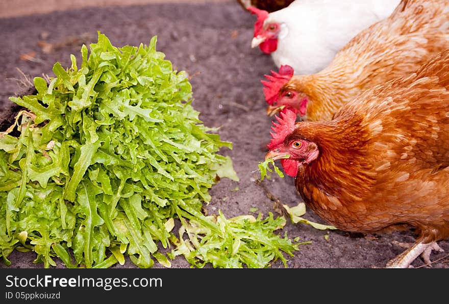 Chickens eating lettuce from the garden.