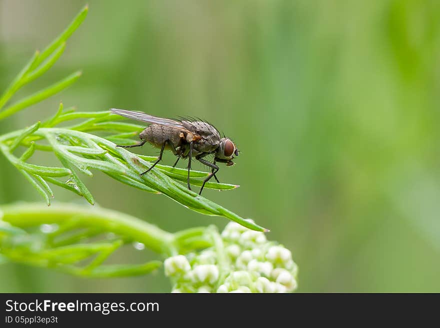 Fly sitting on a green grass.