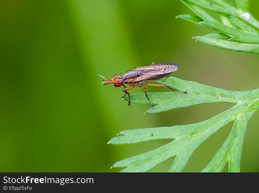 Fly with dtriped eyes sitting on a green grass.