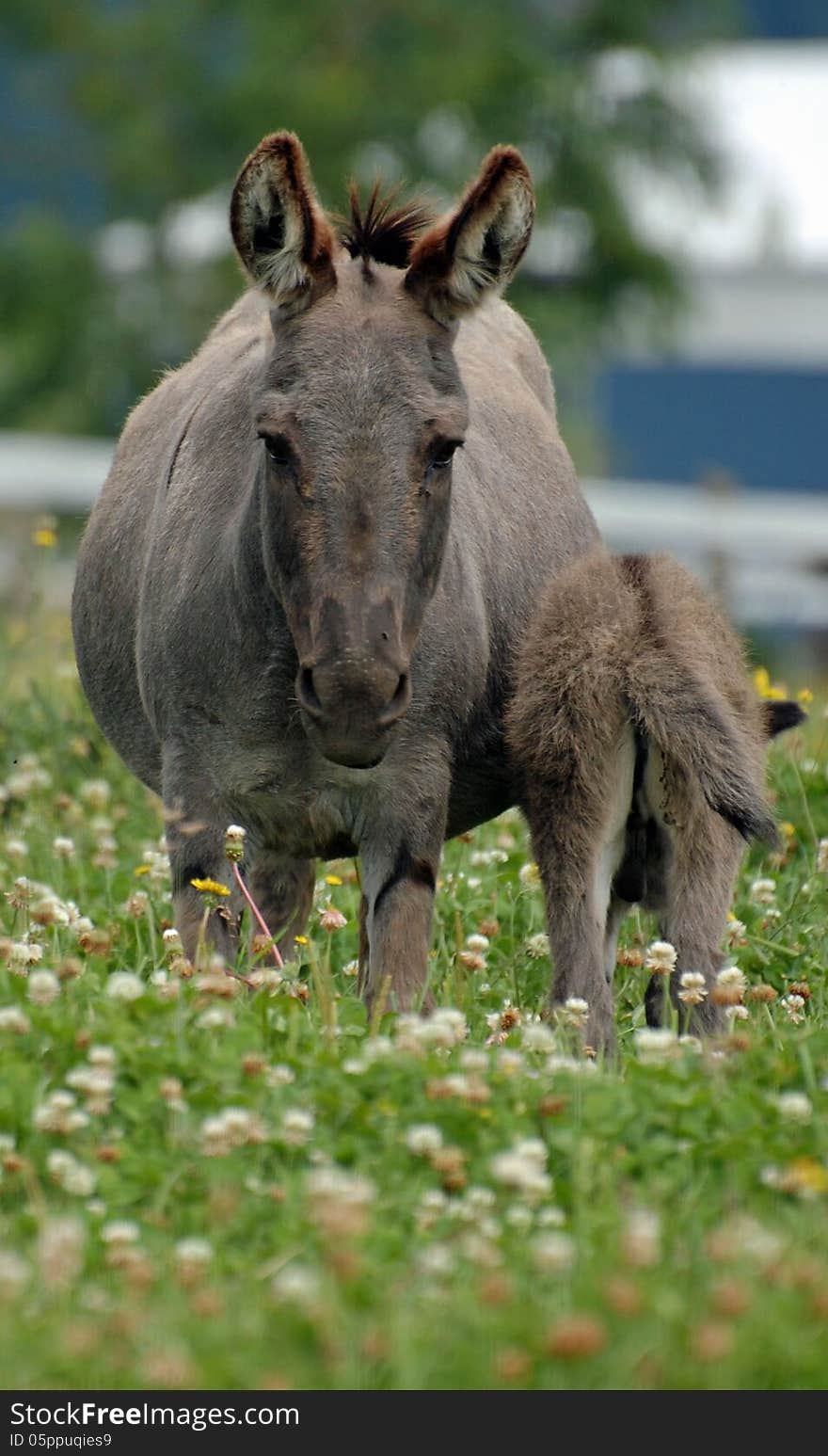 Miniature Donkeys