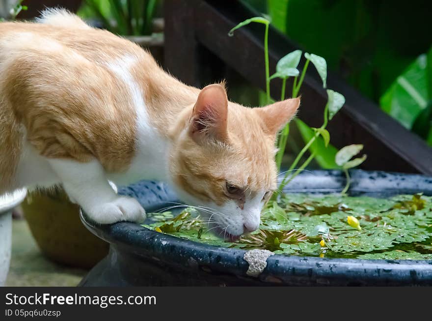 Side view of a yellow cat