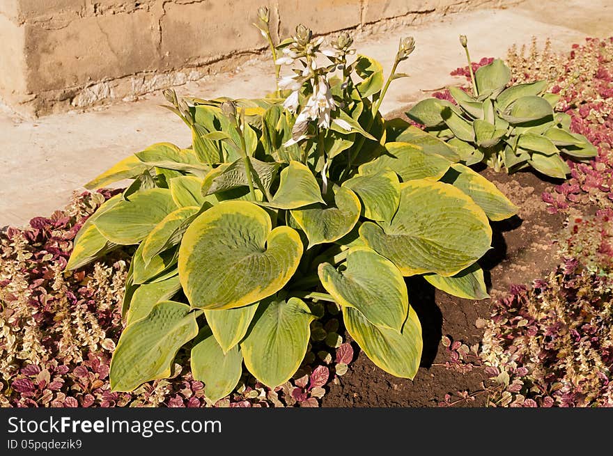 Green with yellow edge leaves flowering hosta near the wall