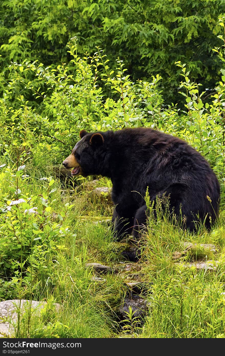 Black bear