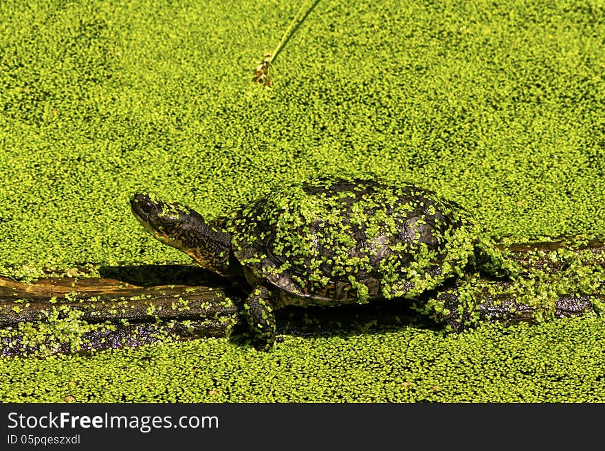 Turtle using vegetation to hide in plain sight