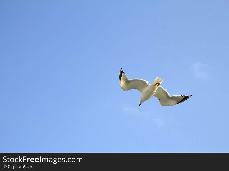 Seagull in the sky.