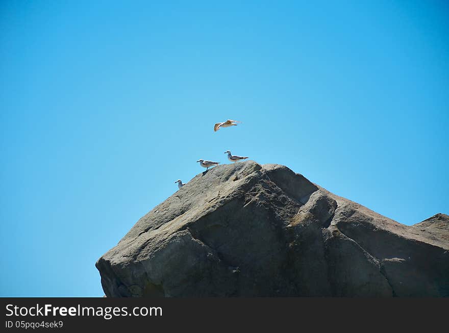 Seagull soaring in the sky above the rock. Seagulls sitting on a rock, blue sky