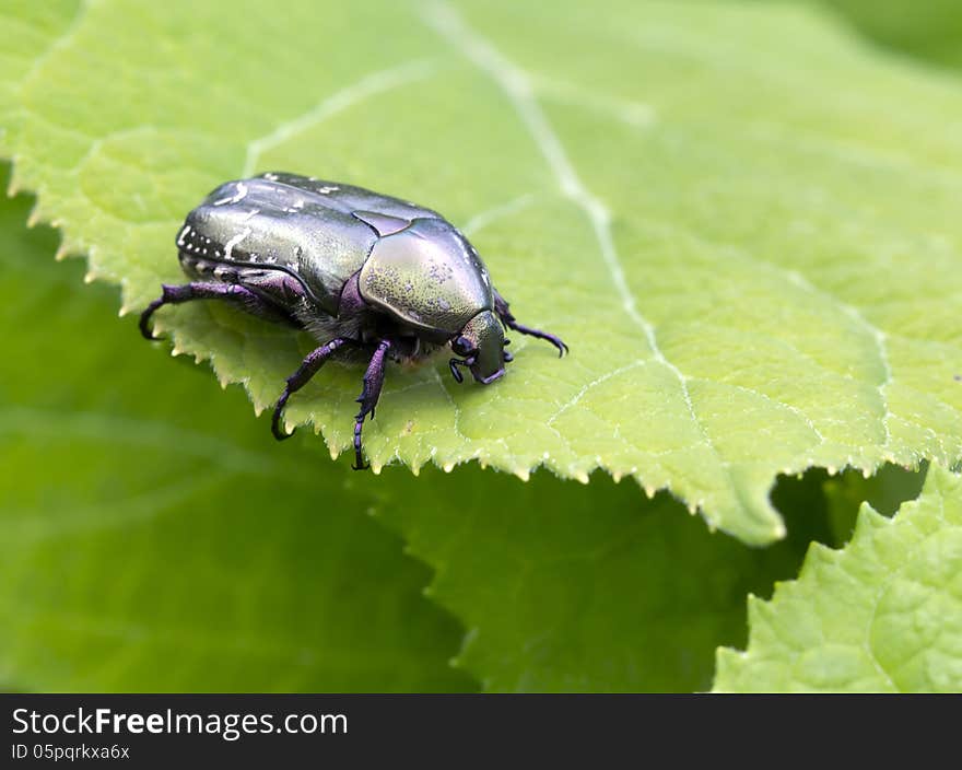 Chafer (lat. Cetoniinae) - beetles subfamily of the family of scarabeid. Characterized by a metal coating. Chafer (lat. Cetoniinae) - beetles subfamily of the family of scarabeid. Characterized by a metal coating