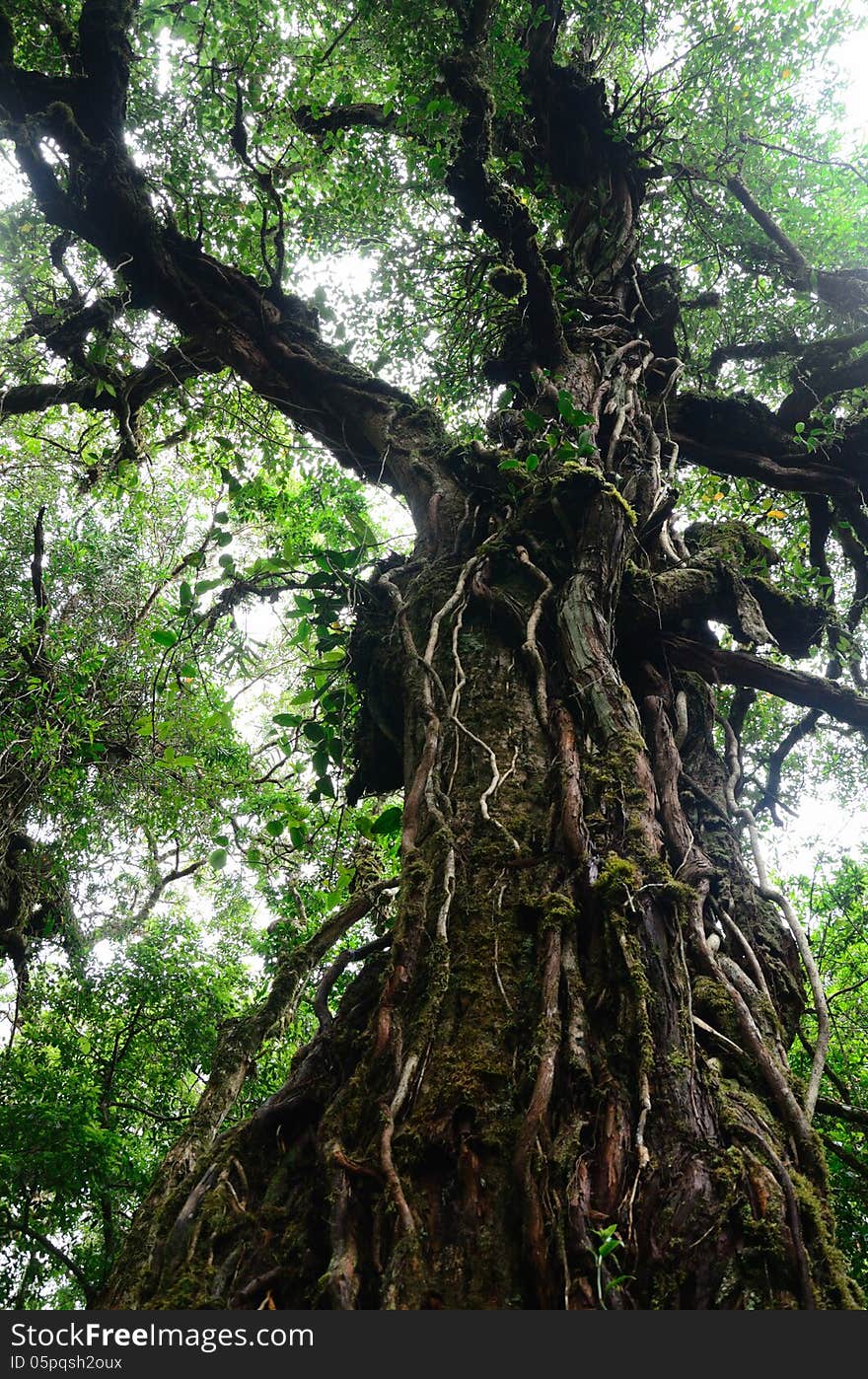 Big tree in rain forest.Thailand