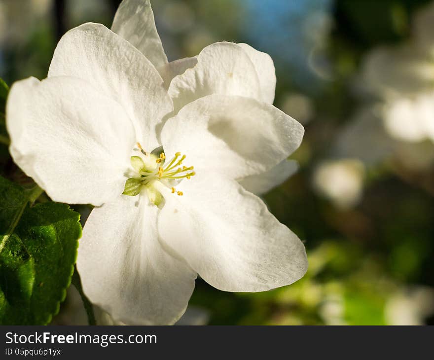 Branch of apple blossoms in spring