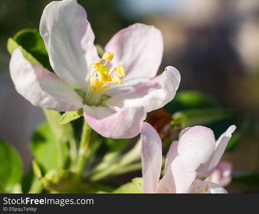 Branch of apple blossoms in spring