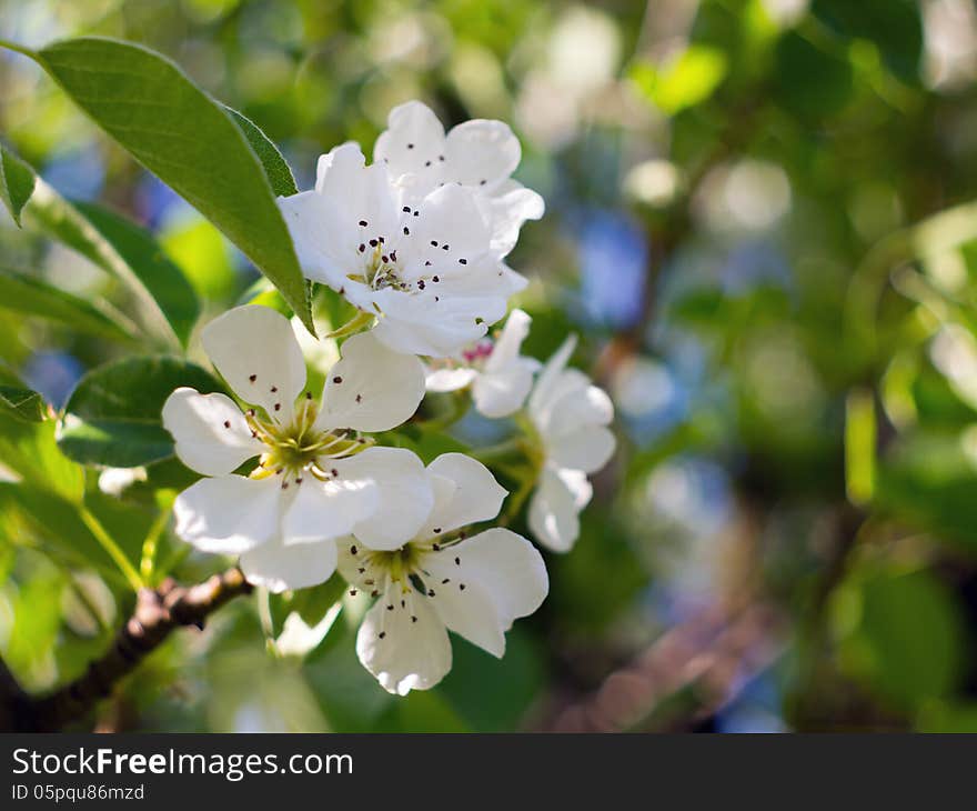 Flowering pear