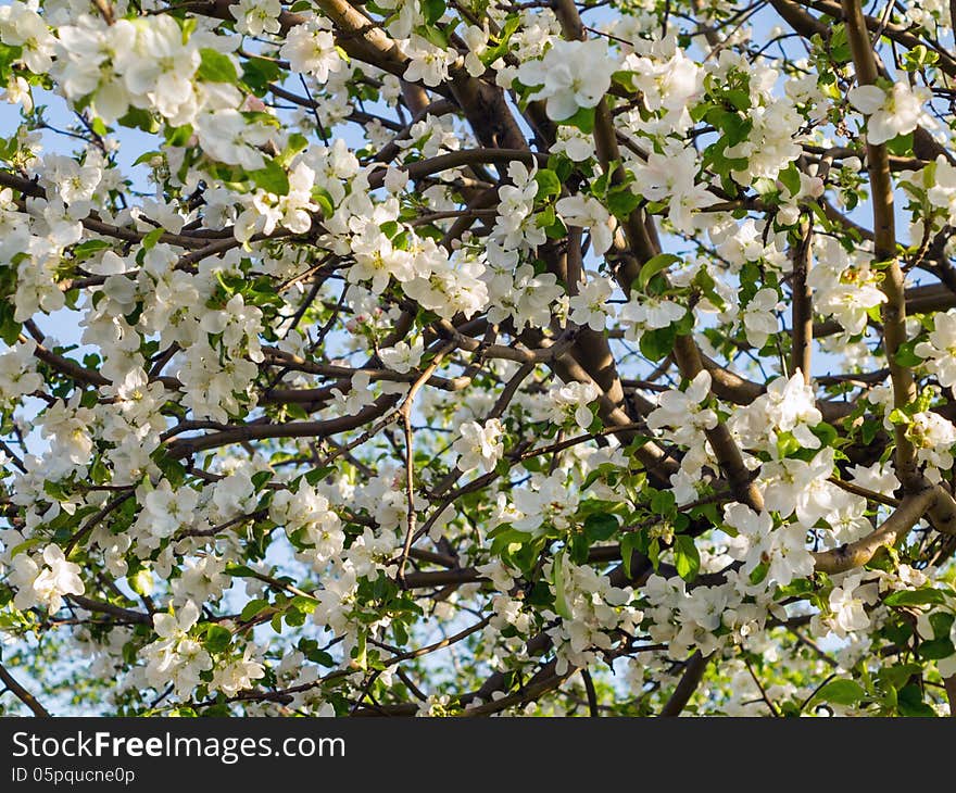 Crohn's blooming apple trees in spring. Crohn's blooming apple trees in spring