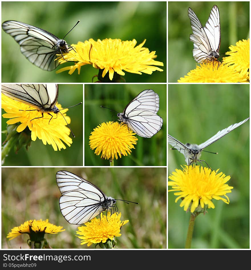 Collage of images of white butterflies on meadow flowers. Collage of images of white butterflies on meadow flowers