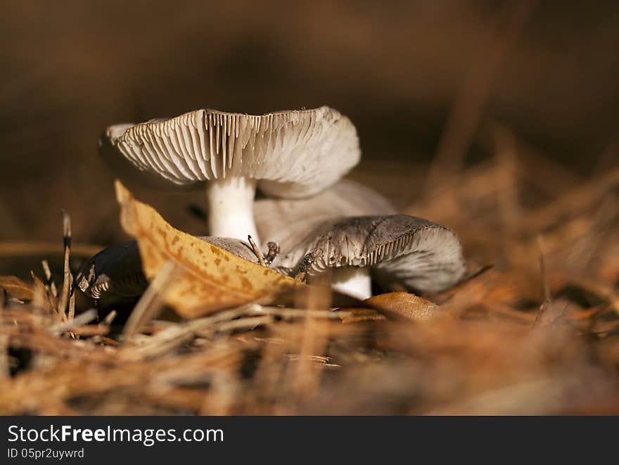 Tiny mushrooms in the Autumn wood. Tiny mushrooms in the Autumn wood