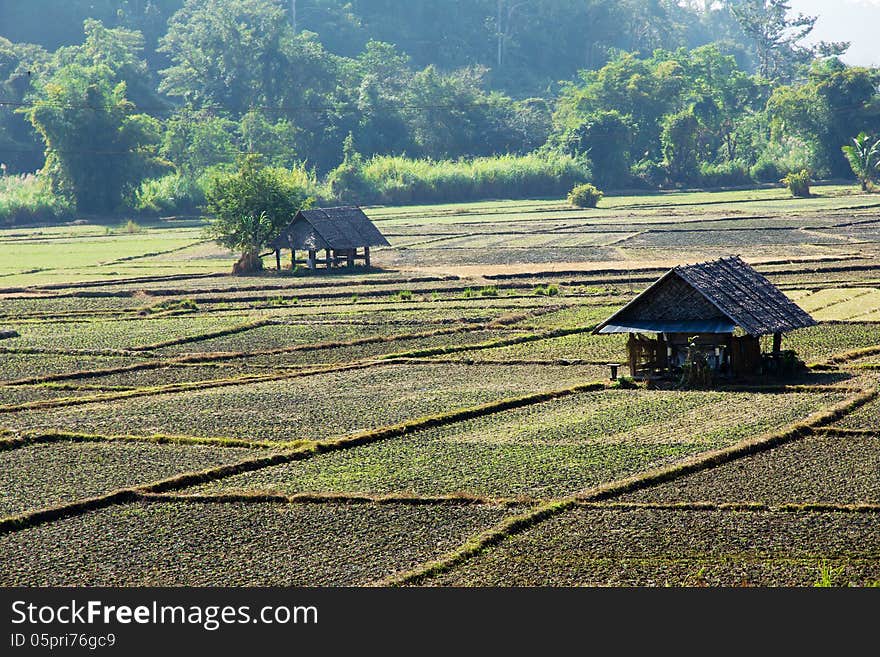 Paddy field in countryside,thailand