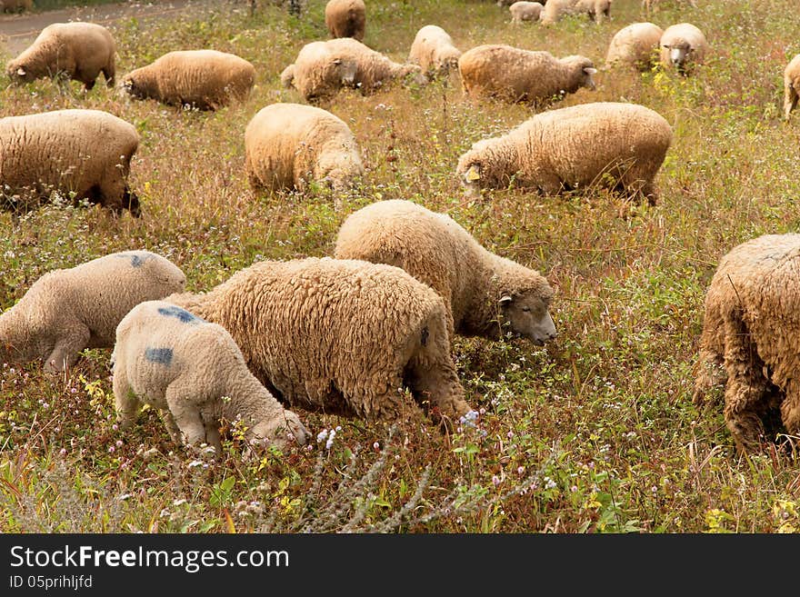 Image of Lambs grazing in a green field