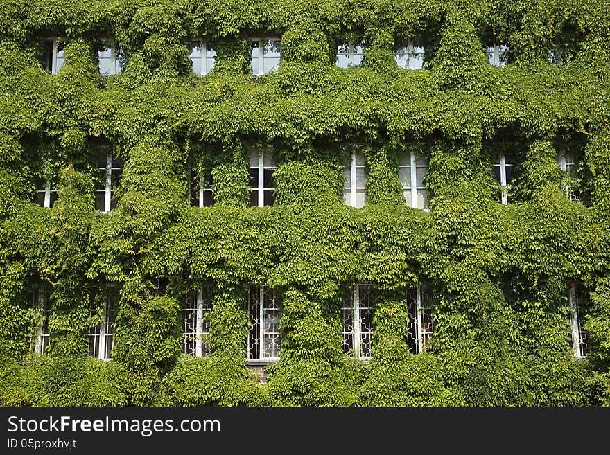 Leaf covered windows in Gdansk