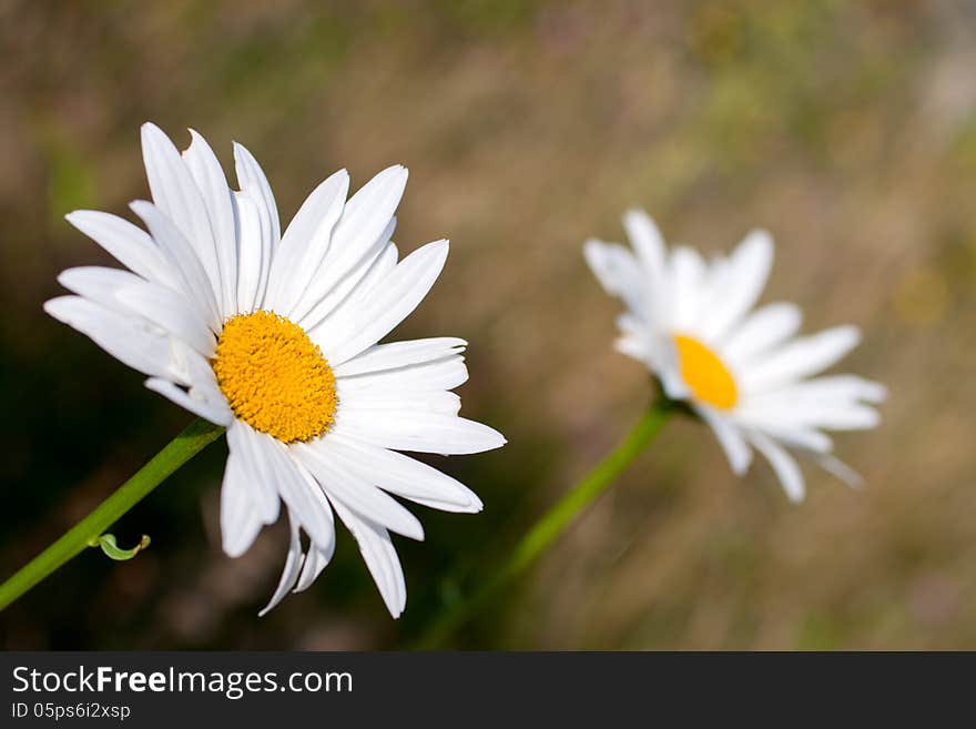 Two beautiful daisies in the field