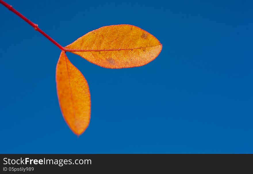 Colourful autumn leaves against blue sky