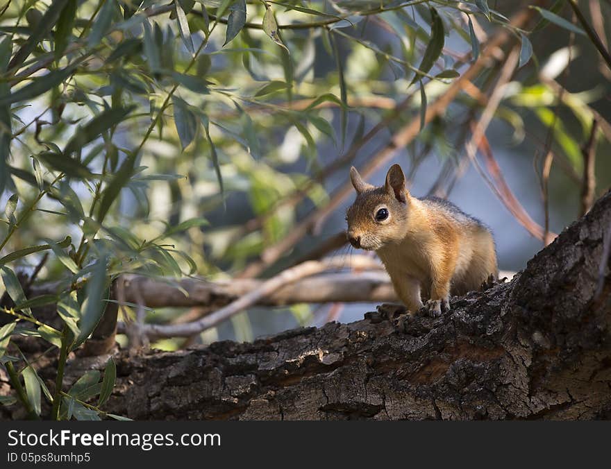 Squirrel on Tree