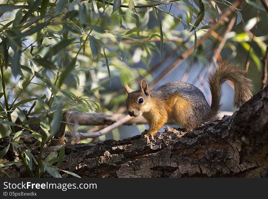 Squirrel On Tree