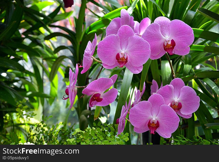 Beautiful pink moth orchids